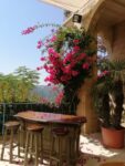 restaurants-in-chouf