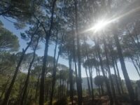 pine-trees-metn