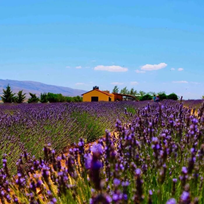 choueiri-lavender-farms